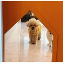 놀러오개 애견유치원 애견호텔 청라신도시점 이미지