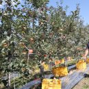 포천사과영농조합법인 이미지