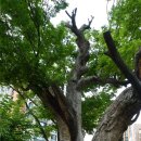 고목초등학교 이미지