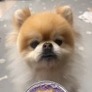 독구제과 이미지