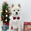 위즈퍼피(WIZ PUPPY) 이미지