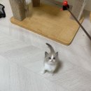 신비돌스 랙돌 캐터리 | [공지] 밍크랙돌 입양공고