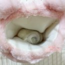 에밀리펫 이미지