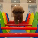 포레스트 하우스 애견유치원 | 마마스미독펜트하우스 광주애견유치원&amp;애견호텔 본점 방문 후기, 장기 숙박과 유치원 프로그램까지 만족...