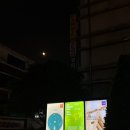 한보라1로1 | [뮤지컬] 250511 라이카 | 박진주 김성식 서동진 한보라 후기