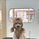 별그루밍 이미지