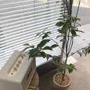 와티프커피 이미지