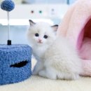 수원고양이분양 고사남 본점 네이버블로그