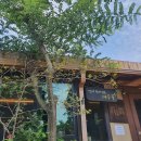 메주꽃이랑 이미지