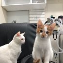 가족동물병원 이미지