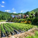 텃밭민박 이미지