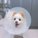 치료멍멍동물병원 이미지
