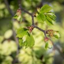 좋은나무 이미지