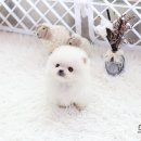 화이트포메라니안 이미지