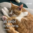 씨유 죽변 한수원사택점 | [유둥 주간일기] 11/20-11/26 고양이 애기와 함께한 주말