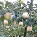 성옥농장 이미지