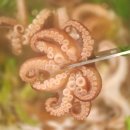 개나리식당 | 용리단길 술집 추천, 웨이팅 필수 개나리 식당 활 쭈꾸미 샤브샤브 솔직 후기