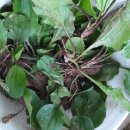 질경이농장2 이미지