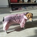 퍼피엔젤 이미지