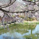 창녕 영산 만년교 이미지