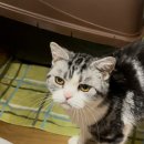 아메숏 캐터리 이미지