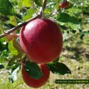 반야농장 이미지