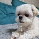 탄탄제과(프리미엄 애견 수제간식, 클래스) | 저희집 강아지사진 보고 가세요 부산펫푸드학원 추천