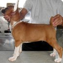 프라이드 켄넬 이미지