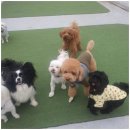 일산애견 이미지