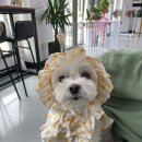 멍플랙스 이미지