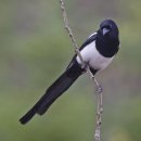 까치 [Black-Billed Magpie] 이미지