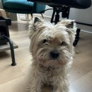 가나안 귀염뽀짝 펫택시 | [파리 일상] 지금에서야 올리는 4월말-6월 일상 (with 포르투 여행)