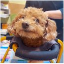 다사랑 동물병원 이미지