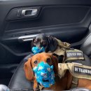 코코 반려견 호텔 이미지