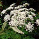 곰배령 길목에서 이미지