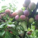 한라농장 이미지