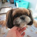 개털깎는집 이미지