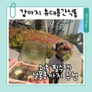 코코댕 | 강아지 휴대용간식통 외출 필수템 코코댕 간식통 내돈내산 후기