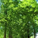 유니온파크 이미지