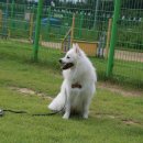 루이애견 이미지