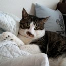 프란다스동물병원 이미지