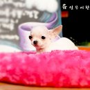 와와 이미지