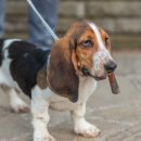 바셋하운드 이미지