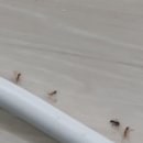 버그헌터119 서울강남센터