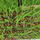 대풍농약종묘사 이미지