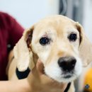 24시 폴 동물병원 이미지