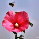 무궁화꽃이피었습니다 이미지