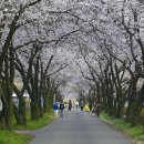 송광사 왕벚나무길 이미지