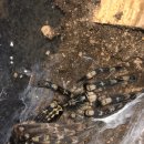 하이보리 이미지