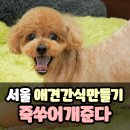 죽쑤어개준다 | 금천구원데이클래스 수제 강아지간식만들기 - 죽쑤어개준다 솔직후기